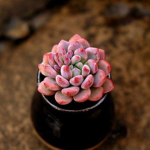 Real Live Succulent Cactus Plant : Echeveria amoena De Smet