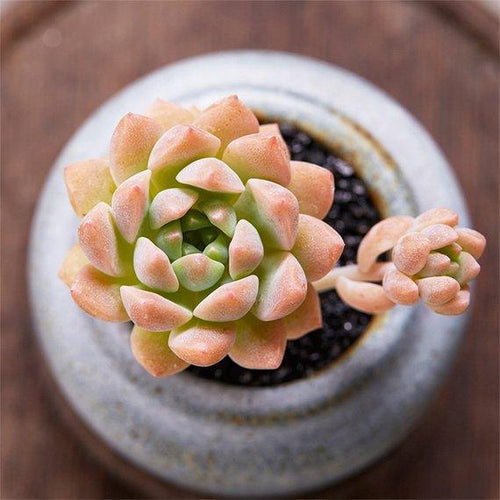 Real Live Succulent Cactus Plant : Echeveria prolifica Moran & J.Meyrn
