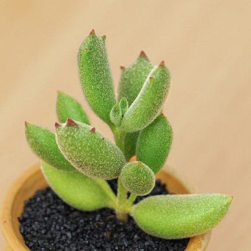 Real Live Succulent Cactus Plant : Cotyledon ladismithiensis