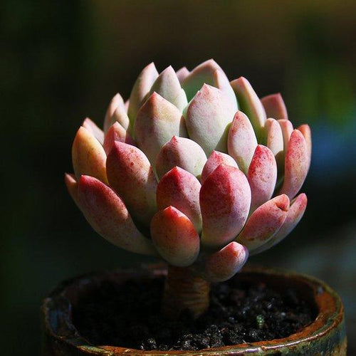 Real Live Succulent Cactus Plant : Echeveria Pachyveria