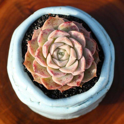 Real Live Succulent Cactus Plant : Echeveria elegans 'hyaliana'