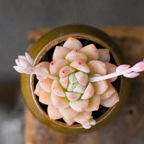 Real Live Succulent Cactus Plant : Echeveria prolifica