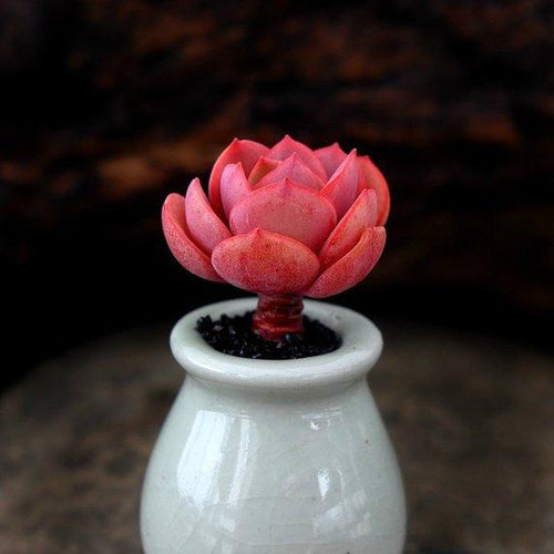 Real Live Succulent Cactus Plant : Echeveria Sunyan