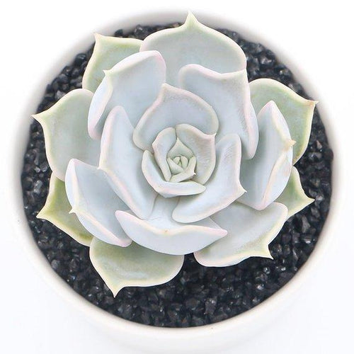 Real Live Succulent Cactus Plant : Echeveria lilacina Kimnach & Moran