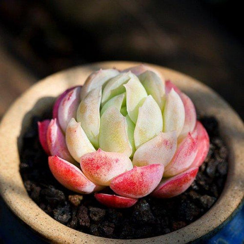 Real Live Succulent Cactus Plant : Echeveria Twin Berry 'SHUANGZIBEIRUI'