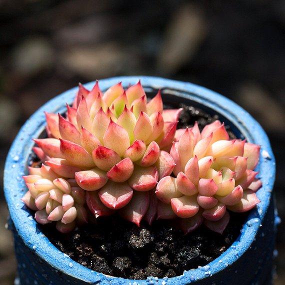 Real Live Succulent Cactus Plant : Echeveria 'Mebina'