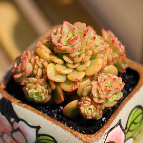 Real Live Succulent Cactus Plant : Echeveria 'Rolly'