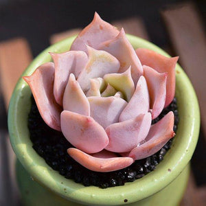 Real Live Succulent Cactus Plant : Echeveria Lucila