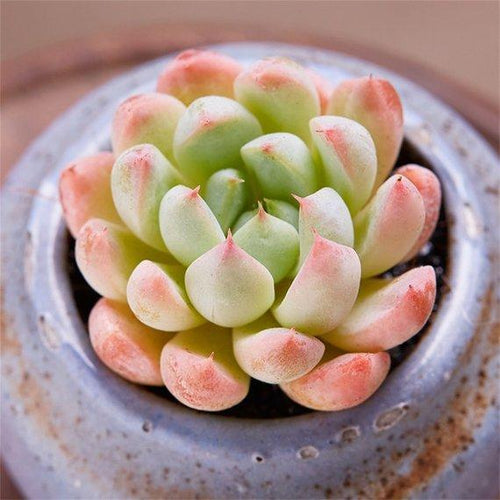 Real Live Succulent Cactus Plant : Echeveria 'White Line'