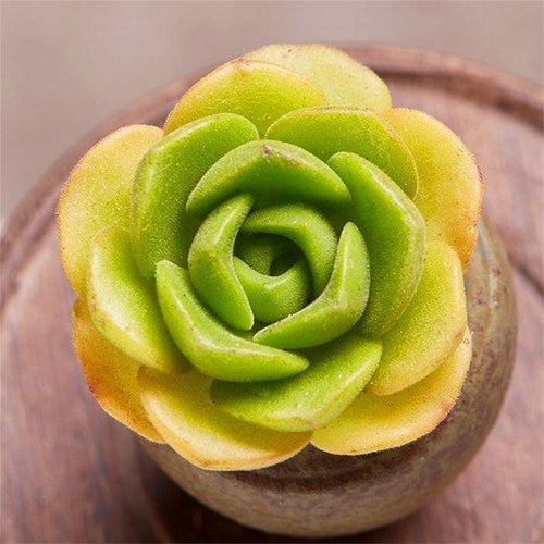 Real Live Succulent Cactus Plant : Aeonium LilyPad