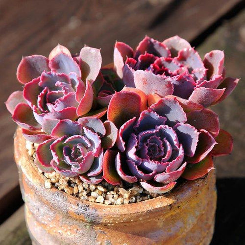 Real Live Succulent Cactus Plant : Echeveria 'Neon breaker'