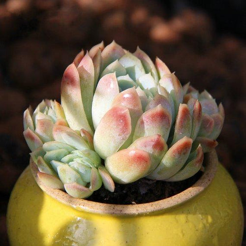 Real Live Succulent Cactus Plant : Echeveria elegans raspberry ice