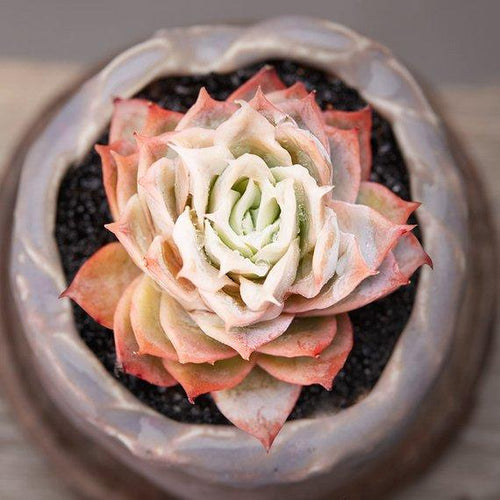 Real Live Succulent Cactus Plant : Graptoveria 'Rose Queen'
