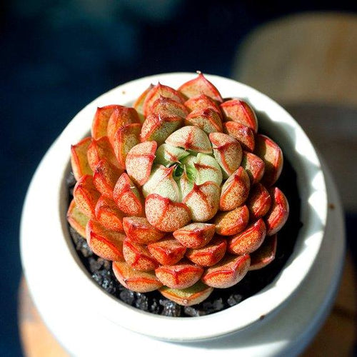 Real Live Succulent Cactus Plant : Echeveria Pumila