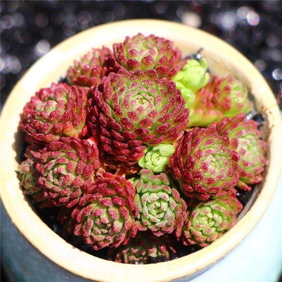 Real Live Succulent Cactus Plant : 'XIAOHEIYI'