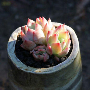 Real Live Succulent Cactus Plant : 'AK MALIA'
