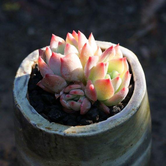Real Live Succulent Cactus Plant : 'AK MALIA'