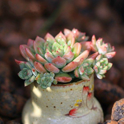 Real Live Succulent Cactus Plant : Echeveria simulans siberia
