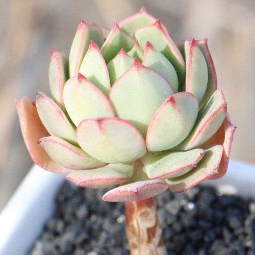 Real Live Succulent Cactus Plant : Echeveria 'Deren-Oliver'