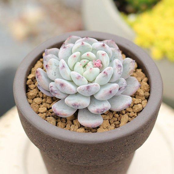 Real Live Succulent Cactus Plant : Echeveria 'XUEZHUA'