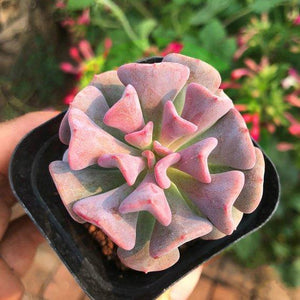 Real Live Succulent Cactus Plant : 'XUEJINGLING'