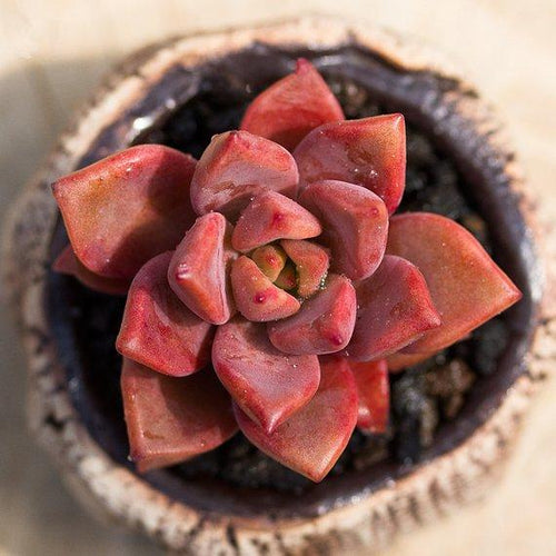 Real Live Succulent Cactus Plant : Graptosedum 'Bronze'