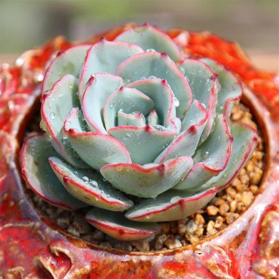 Real Live Succulent Cactus Plant : Echeveria 'Atlantis'