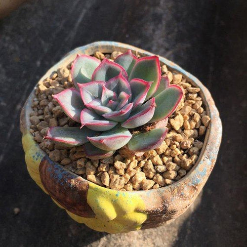 Real Live Succulent Cactus Plant : Echeveria Orion