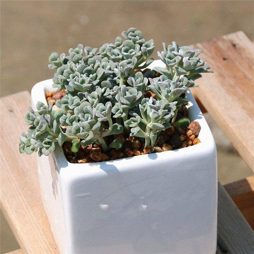 Real Live Succulent Cactus Plant : Sedum spathulifolium
