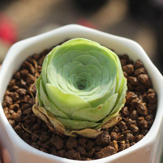 Real Live Succulent Cactus Plant : Greenovia diplocycla ex La Gomera - Guarimiar