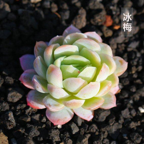 Real Live Succulent Cactus Plant : Echeveria elegans raspberry ice