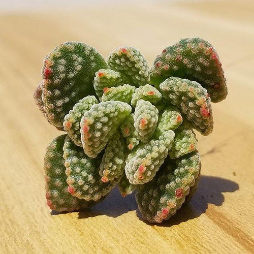 Real Live Succulent Cactus Plant : Crassula ausensis subsp. titanopsis