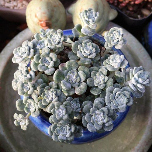 Real Live Succulent Cactus Plant : Sedum spathulifolium