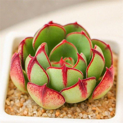 Real Live Succulent Cactus Plant : Echeveria cv. Joan Daniel