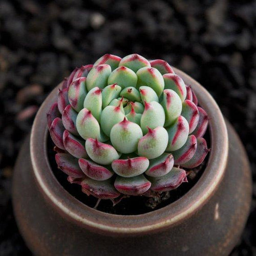 Real Live Succulent Cactus Plant : Echeveria minima 'Red Edge'