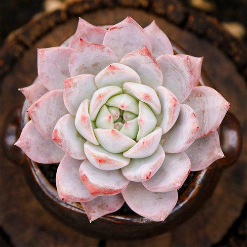 Real Live Succulent Cactus Plant : Echeveria blue bird