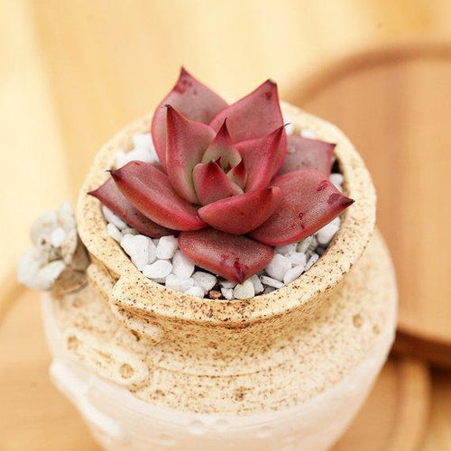 Real Live Succulent Cactus Plant : Echeveria agavoides 'Romeo'