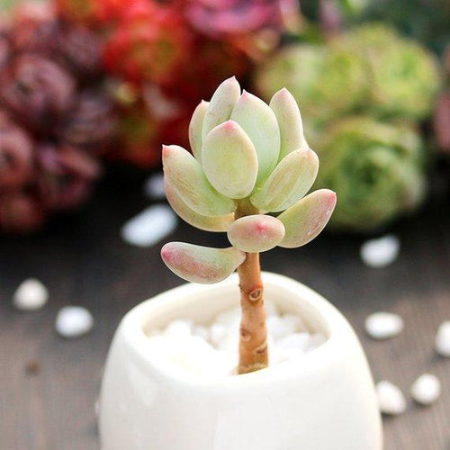 Real Live Succulent Cactus Plant : Pachyphytum oviferum mikadukibijin