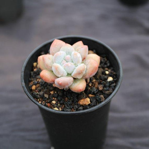 Real Live Succulent Cactus Plant : xPachyveria 'Elaine'