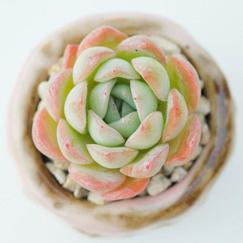 Real Live Succulent Cactus Plant : Echeveria 'Suryeon'