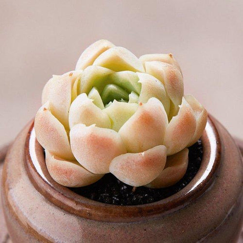 Real Live Succulent Cactus Plant : Echeveria elegans 'alba'