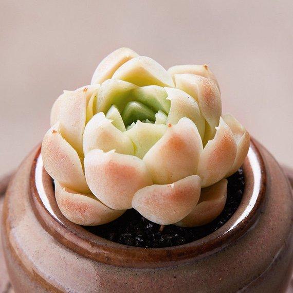 Real Live Succulent Cactus Plant : Echeveria elegans 'alba'