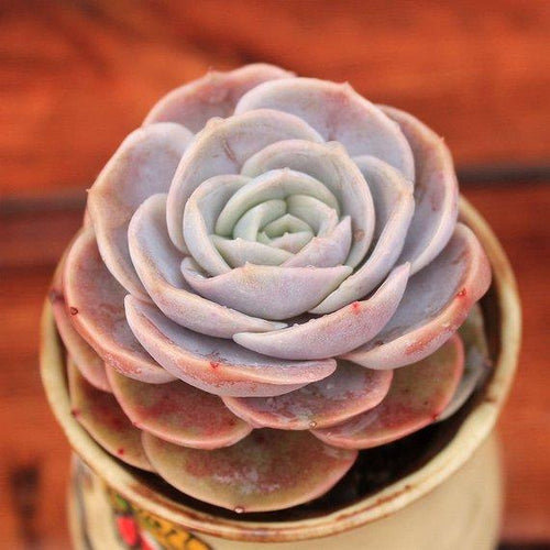 Real Live Succulent Cactus Plant : Echeveria 'Blue Surprise'