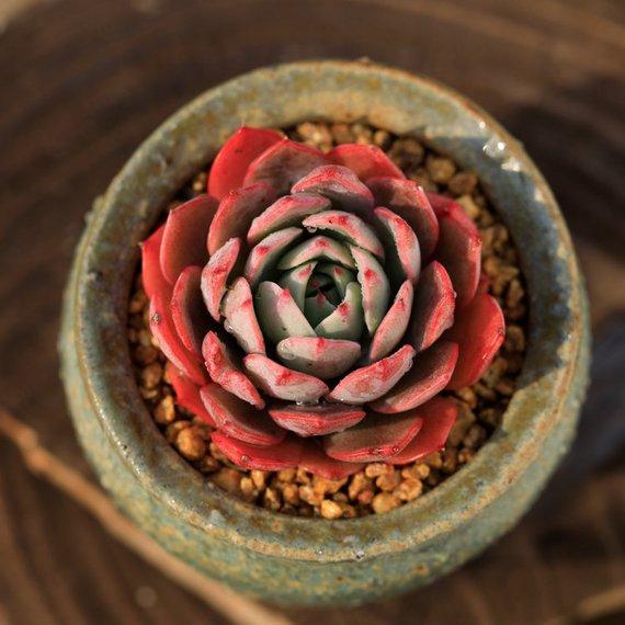 Real Live Succulent Cactus Plant : 'LINJIEANNA'