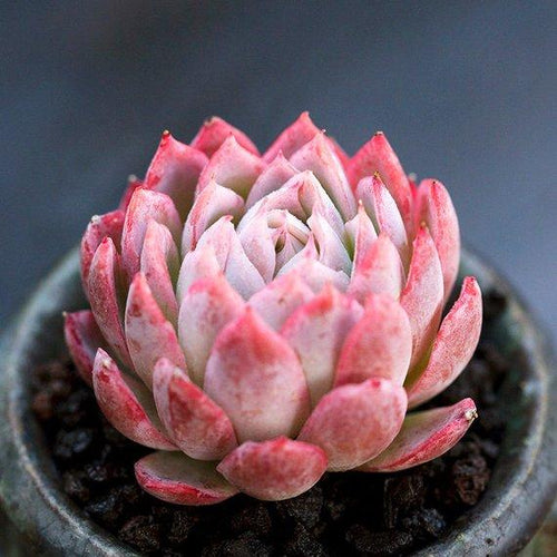 Real Live Succulent Cactus Plant : Echeveria Violet Queen