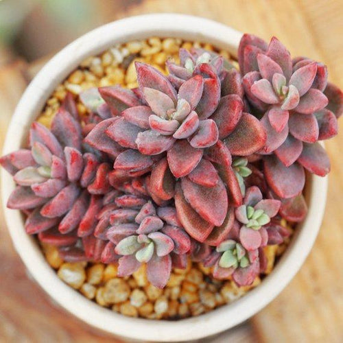 Real Live Succulent Cactus Plant : Echeveria cv. Rezry