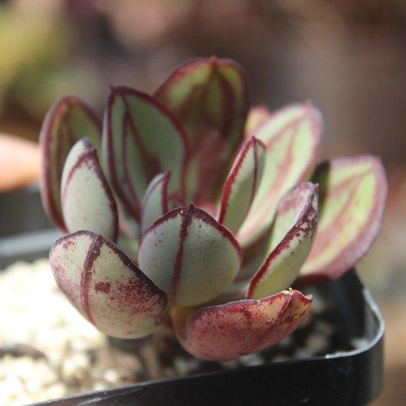 Real Live Succulent Cactus Plant : Echeveria nodulosa MARUBA