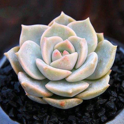 Real Live Succulent Cactus Plant : Graptoveria 'Titubans'