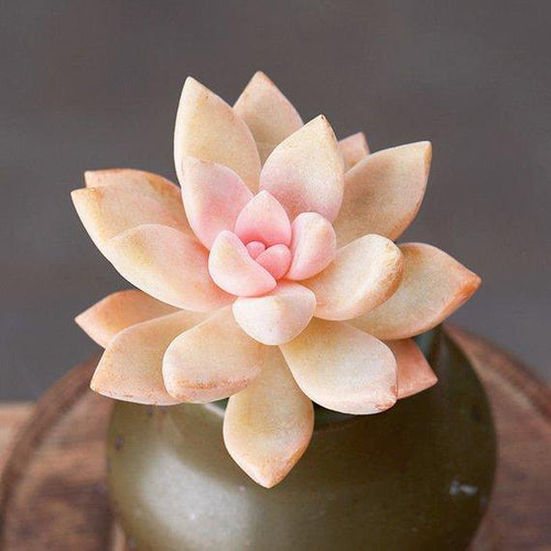 Real Live Succulent Cactus Plant : Graptopetalum 'Victor Kane'