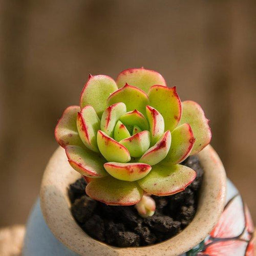 Real Live Succulent Cactus Plant : Echeveria cv Victor